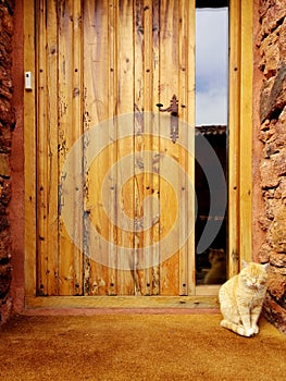 Orange domestic cat sitting in front of the door.