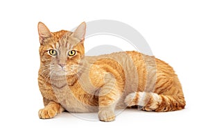 Orange Domestic Shorthair Tabby Cat Lying