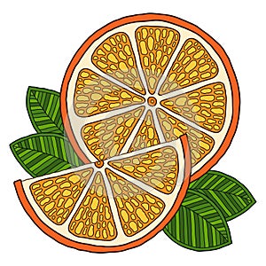 Orange. Doodle detailed illustration