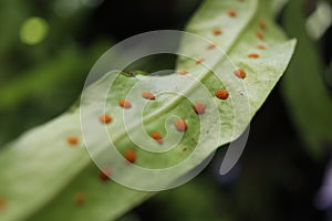 Orange dot of spore on leaf fern.