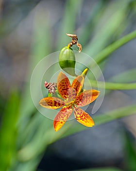 Orange dotted flower and unripe green fruits of Iris domestica.