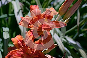 Orange double day lily