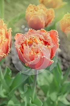 Orange double petal tulip Sensual Touch photo