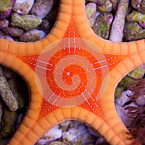 Orange Double Tile Starfish