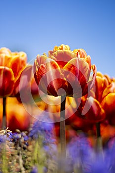 Orange Double Tulip Flower with blue sky and blurred orange and blue background vertical