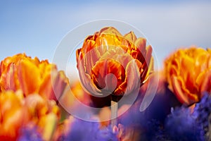 Orange Double Tulip Flower with blurred background Horizontal blue flowers in foreground blue sky 2