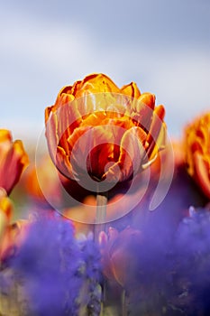 Orange Double Tulip Flower with blurred background Vertical blue flowers in foreground