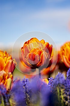 Orange Double Tulip Flower with blurred background Vertical blue flowers in foreground blue sky