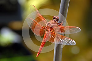 Orange Dragon Fly photo