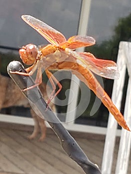 Orange Dragon Fly