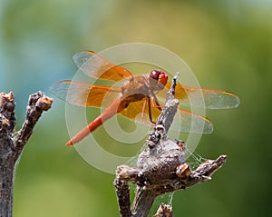 Orange Dragon-fly