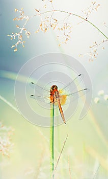 Orange Dragonfly