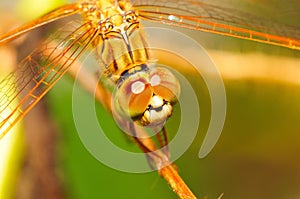 An orange dragonfly