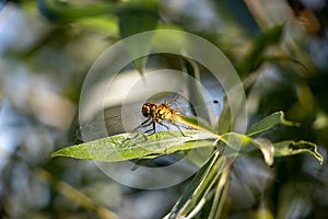 Orange dragonfly with big eyes