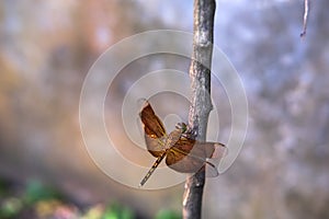 Orange dragonfly on a branch tree with blur background
