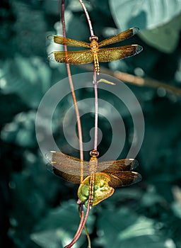 Orange Dragonfly or Flame Skimmer Resting on The Twig or Branch of Tree At Mid Noon.