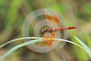 Orange dragonfly in green background