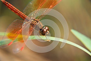 Orange dragonfly in green background