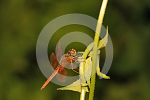 Orange dragonfly or Neurothemis terminata