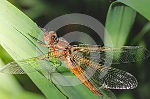 Orange dragonfly sits on green grass/dragonfly on green leave. Wild nature