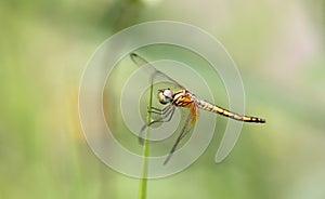 Orange dragonfly on top grass. photo