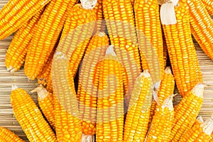 Orange dried corn background for animal feeding