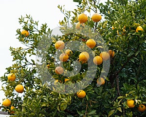 Orange with drop water on tree