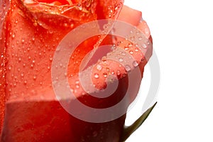 orange with drop on white bacckground