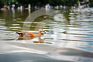 Orange ducks swimming in a pond