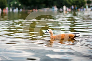 Orange ducks swimming in a pond
