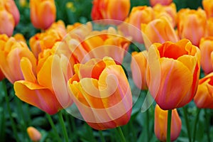 Naranja holandés tulipanes 