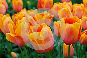 Orange dutch tulips