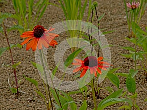 Orange echinecea coneflowers in the garden