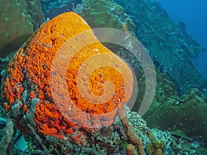 Orange elephant ear sponge