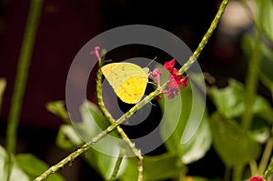 Orange Emigrant