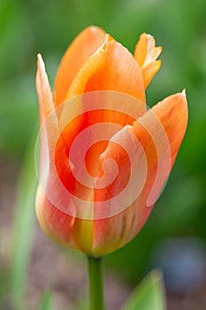 Orange Emperor tulip blooming in the garden, macro photo of single orange tulip flower close up