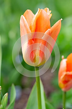 Orange Emperor tulip blooming in the garden, macro photo of single orange tulip flower close up