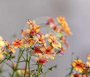 Orange Erysimum