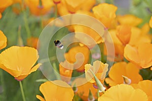 Orange Escholzia or California poppy with flying bee. photo