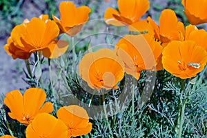 Orange eschscholzia flowers in bloom