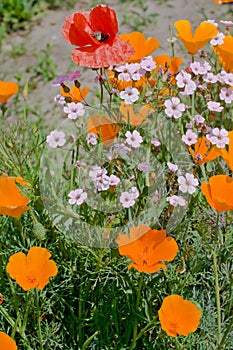 Orange eschscholzia flowers in bloom