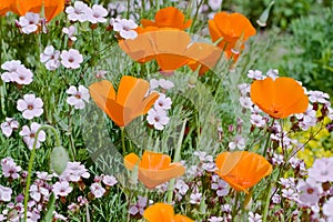 Orange eschscholzia flowers in bloom