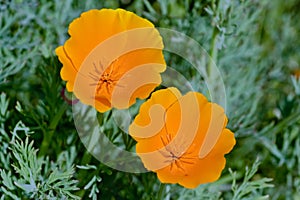 Orange eschscholzia flowers in bloom