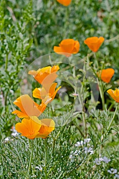 Orange eschscholzia flowers in bloom