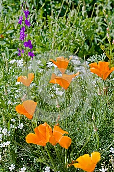 Orange eschscholzia flowers in bloom
