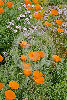 Orange eschscholzia flowers in bloom