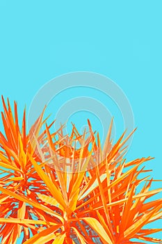 Orange, exotic plant on bright, blue background, minimalistic