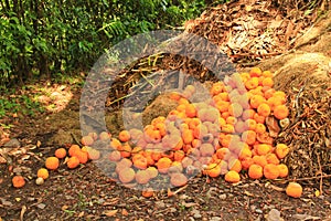 Orange explosion photo