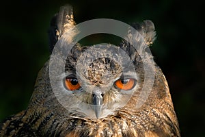 Orange eye. Detail face portrait of bird, big orange eyes and bill. Eagle Owl, Bubo bubo, rare wild animal in the nature habitat,