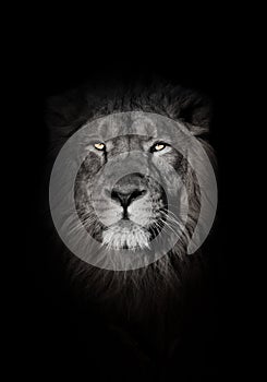 Orange eyes, bleached face lion portrait on a black background. looks inquiringly. powerful lion male with a chic mane consecrated